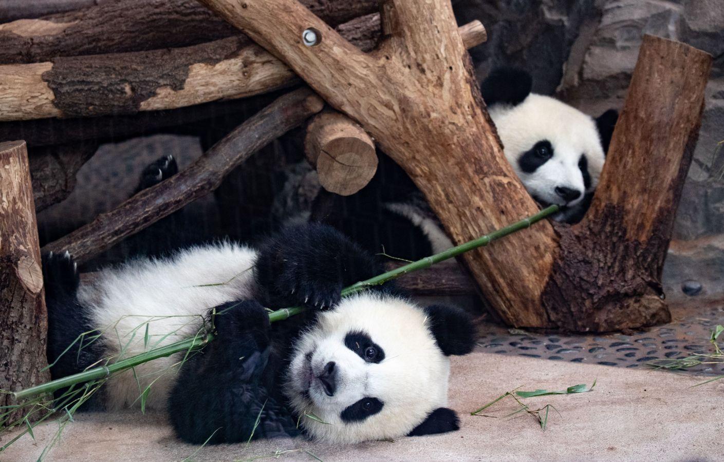 Fotos: Festejo por el primer año de dos crías de panda | El Diario Vasco